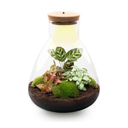 DIY Planten terrarium met licht - Sam Calathea - Ø 24,5 cm ↑ 30 cm - No tools (8720726958349)