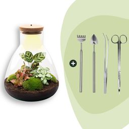 DIY Planten terrarium met licht - Sam Calathea - Ø 24,5 cm ↑ 30 cm - Rake + Shovel + Tweezer + Scissors (8720726958370)