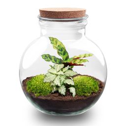 DIY Planten terrarium (met licht) - Teddy - Ø 25 cm ↑ 26,5 cm - Rake + Shovel + Tweezer (8720726958394)