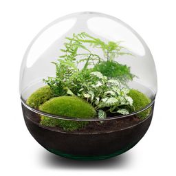 DIY Planten terrarium tweedelig bolglas - Dome XL -Ø 28 cm ↑ 28 cm - Rake + Shovel + Tweezer + Scissors (8720726958882)