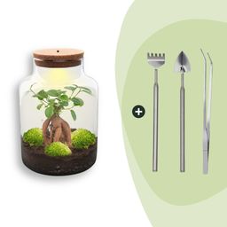 DIY Planten terrarium met licht - Milky Bonsai - Ø 21 cm ↑ 30 cm - Rake + Shovel + Tweezer (8720726958172)