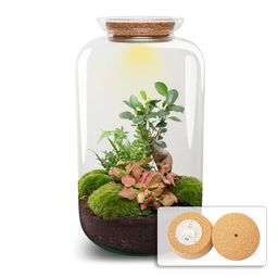 DIY terrarium - Sven XL Bonsai - Met verlichting - Rake + Shovel + Tweezer (8720872020020)