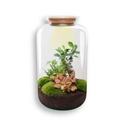 DIY terrarium - Sven XL Bonsai - Met verlichting - Normal (8719327599884)