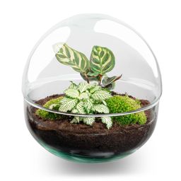 DIY Planten terrarium tweedelig bolglas - Dome - Ø 20 cm ↑ 20 cm - Rake + Shovel + Tweezer + Scissors (8720726958745)