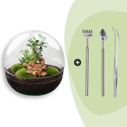 DIY Planten terrarium tweedelig bolglas - Dome XL Bonsai - Ø 28 cm ↑ 28 cm - Rake + Shovel + Tweezer (8720726958905)