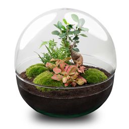 DIY Planten terrarium tweedelig bolglas - Dome XL Bonsai - Ø 28 cm ↑ 28 cm - Rake + Shovel (8720726958899)