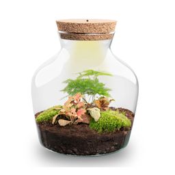 DIY terrarium - Little Joe met licht - ↕ 21,5 cm - Normal (8719327599853)