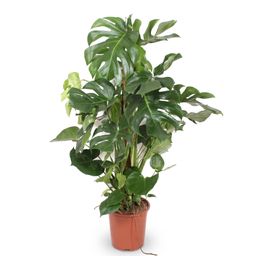 Monstera Deliciosa XXL - 140cm - ⌀27 (8721055693659)