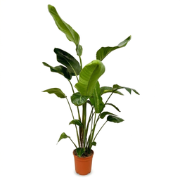 Strelitzia Nicolai - 170 cm - ⌀24 (8721055694106)