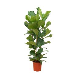 Ficus Lyrata struik - 140 cm - Ø27 (8721055697190)