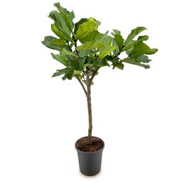 Ficus Lyrata boom - 180cm - ⌀30 (8721055693437)