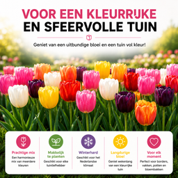 Kh bloembollen Tulpenbollen Mix - 20 Stuks - Winterhard - Maat 11/12 (08720256864578)