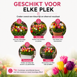 Kh bloembollen Tulpenbollen Mix - 20 Stuks - Winterhard - Maat 11/12 (08720256864578)