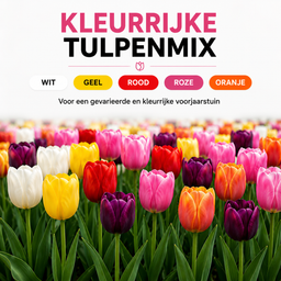 Kh bloembollen 10 zakjes tulpenbollen Mix - 20 Stuks - Winterhard - Maat 11/12 (51455)