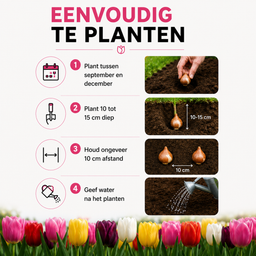 Kh bloembollen 10 zakjes tulpenbollen Mix - 20 Stuks - Winterhard - Maat 11/12 (51455)