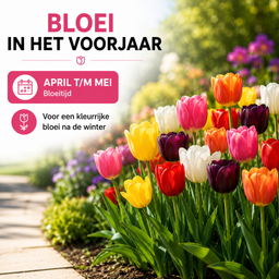 Kh bloembollen 10 zakjes tulpenbollen Mix - 20 Stuks - Winterhard - Maat 11/12 (51455)