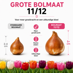 Kh bloembollen 10 zakjes tulpenbollen Mix - 20 Stuks - Winterhard - Maat 11/12 (51455)