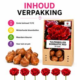 Tulpenbollen Bombastic Red – 20 Stuks | KH Bloembollen® | Rode Pioentulp – Dubbelbloemig & Luxe – Voor Tuin of Pot – Maat 11/12 – Vers van (51152)