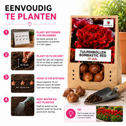 Tulpenbollen Bombastic Red – 20 Stuks | KH Bloembollen® | Rode Pioentulp – Dubbelbloemig & Luxe – Voor Tuin of Pot – Maat 11/12 – Vers van (51152)