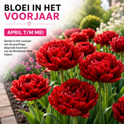 Tulpenbollen Bombastic Red – 20 Stuks | KH Bloembollen® | Rode Pioentulp – Dubbelbloemig & Luxe – Voor Tuin of Pot – Maat 11/12 – Vers van (51152)