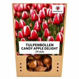 Tulpenbollen Candy Apple Delight – 20 Stuks | KH Bloembollen® | Rood-Witte Tulp – Frisse & Vrolijke Mix – Cadeau voor Tuin of Pot – Maat 11/ (08720256864615)