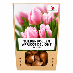 Tulpenbollen Apricot Delight – 20 Stuks | KH Bloembollen® | Roze Apricot Tulp – Zacht & Fris – Cadeau voor Tuin of Pot – Maat 11/12 – Vers (51146)
