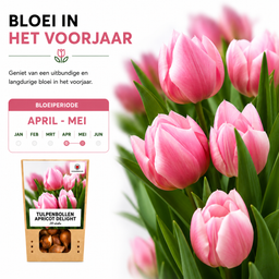 Tulpenbollen Apricot Delight – 20 Stuks | KH Bloembollen® | Roze Apricot Tulp – Zacht & Fris – Cadeau voor Tuin of Pot – Maat 11/12 – Vers (51146)