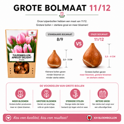 Tulpenbollen Apricot Delight – 20 Stuks | KH Bloembollen® | Roze Apricot Tulp – Zacht & Fris – Cadeau voor Tuin of Pot – Maat 11/12 – Vers (51146)