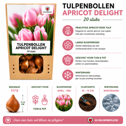 Tulpenbollen Apricot Delight – 20 Stuks | KH Bloembollen® | Roze Apricot Tulp – Zacht & Fris – Cadeau voor Tuin of Pot – Maat 11/12 – Vers (51146)