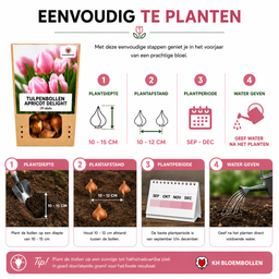 Tulpenbollen Apricot Delight – 20 Stuks | KH Bloembollen® | Roze Apricot Tulp – Zacht & Fris – Cadeau voor Tuin of Pot – Maat 11/12 – Vers (51146)