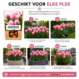 Tulpenbollen Apricot Delight – 20 Stuks | KH Bloembollen® | Roze Apricot Tulp – Zacht & Fris – Cadeau voor Tuin of Pot – Maat 11/12 – Vers (51146)