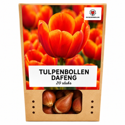 Tulpenbollen Dafeng – 20 Stuks | KH Bloembollen® | Oranje Tulp – Grootbloemig & Elegant – Voor Tuin of Pot – Maat 11/12 – Vers van de Tele (51138)