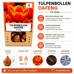 Tulpenbollen Dafeng – 20 Stuks | KH Bloembollen® | Oranje Tulp – Grootbloemig & Elegant – Voor Tuin of Pot – Maat 11/12 – Vers van de Tele (51138)