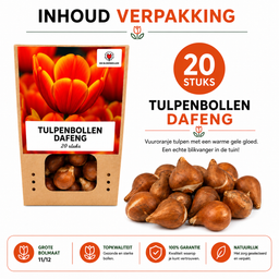Tulpenbollen Dafeng – 20 Stuks | KH Bloembollen® | Oranje Tulp – Grootbloemig & Elegant – Voor Tuin of Pot – Maat 11/12 – Vers van de Tele (51138)