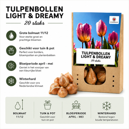 Tulpenbollen Light and Dreamy – 20 Stuks | KH Bloembollen® | Prachtige Pastelkleuren – Voor Tuin of Pot – Maat 11/12 – Vers van de Teler! (51166)