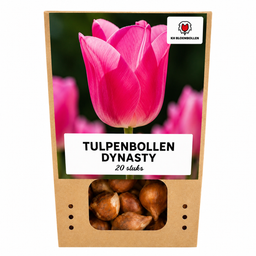 Tulpenbollen Dynasty – 20 Stuks | KH Bloembollen® | Roze Tulp – Elegant & Vol – Voor Tuin of Pot – Maat 11/12 – Vers van de Teler (08720256864653)