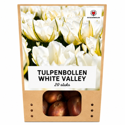 Tulpenbollen White Valley – 20 Stuks | KH Bloembollen® | Witte Tulp – Fris, Elegant & Tijdloos – Voor Tuin of Pot – Maat 11/12 – Vers van  (08720256864691)