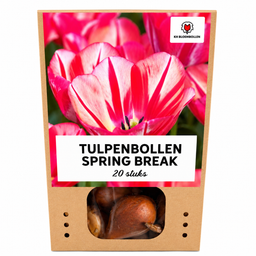 Tulpenbollen Spring Break – 20 Stuks | KH Bloembollen® | Rood-Oranje Tulp – Vurig, Energiek & Opvallend – Voor Tuin of Pot – Maat 11/12 –  (51176)
