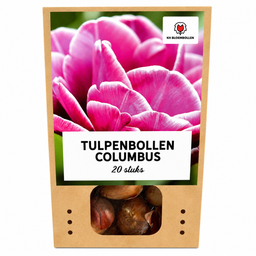 Tulpenbollen Columbus – 20 Stuks | KH Bloembollen® | Roze-Witte Dubbele Pioentulp – Elegant & Vol – Voor Tuin of Pot – Maat 11/12 – Vers v (51142)