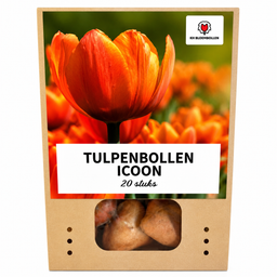 Tulpenbollen Icoon – 20 Stuks | KH Bloembollen® | Oranje Dubbelbloemige Tulp – Vol, Warm & Opvallend – Voor Tuin of Pot – Maat 11/12 – Ver (51160)