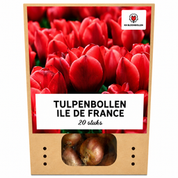 Tulpenbollen Ile de France – 20 Stuks | KH Bloembollen® | Dieprode Tulp – Klassiek, Krachtig & Elegant – Voor Tuin of Pot – Maat 11/12 – V (51162)