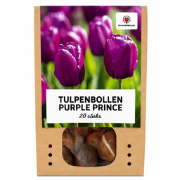 Tulpenbollen Purple Prince – 20 Stuks | KH Bloembollen® | Paars-Violet Tulp – Krachtig & Koninklijk – Voor Tuin of Pot – Maat 11/12 – Vers (51172)