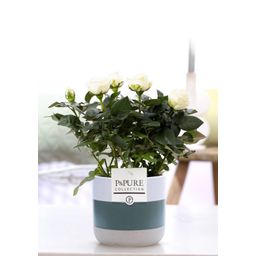 Rosa White In P&PURE Lauren Ceramics (53399)