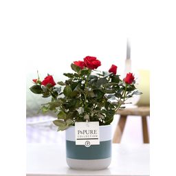 Rosa Red In P&PURE Lauren Ceramics (53393)