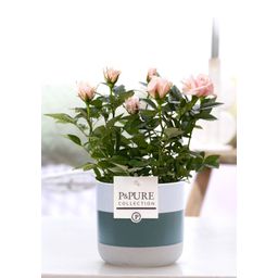 Rosa Light Pink In P&PURE Lauren Ceramics (53387)