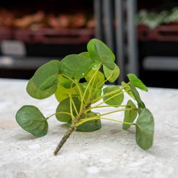 Pilea mini bush 13cm (8714344288667)