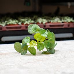 Pilea mini bush 13cm (8714344288667)