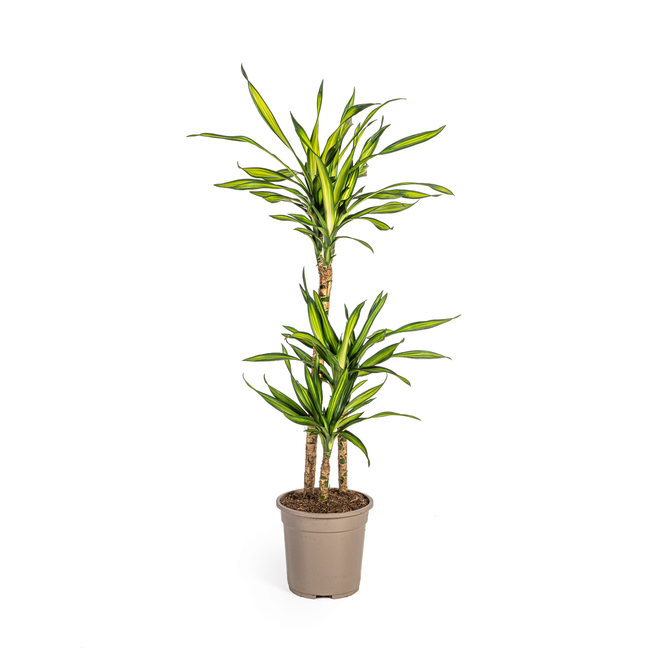 K&k pflanzen Dracaena Deremensis Rikki Ø21cm - ↕100cm (4250308314194)