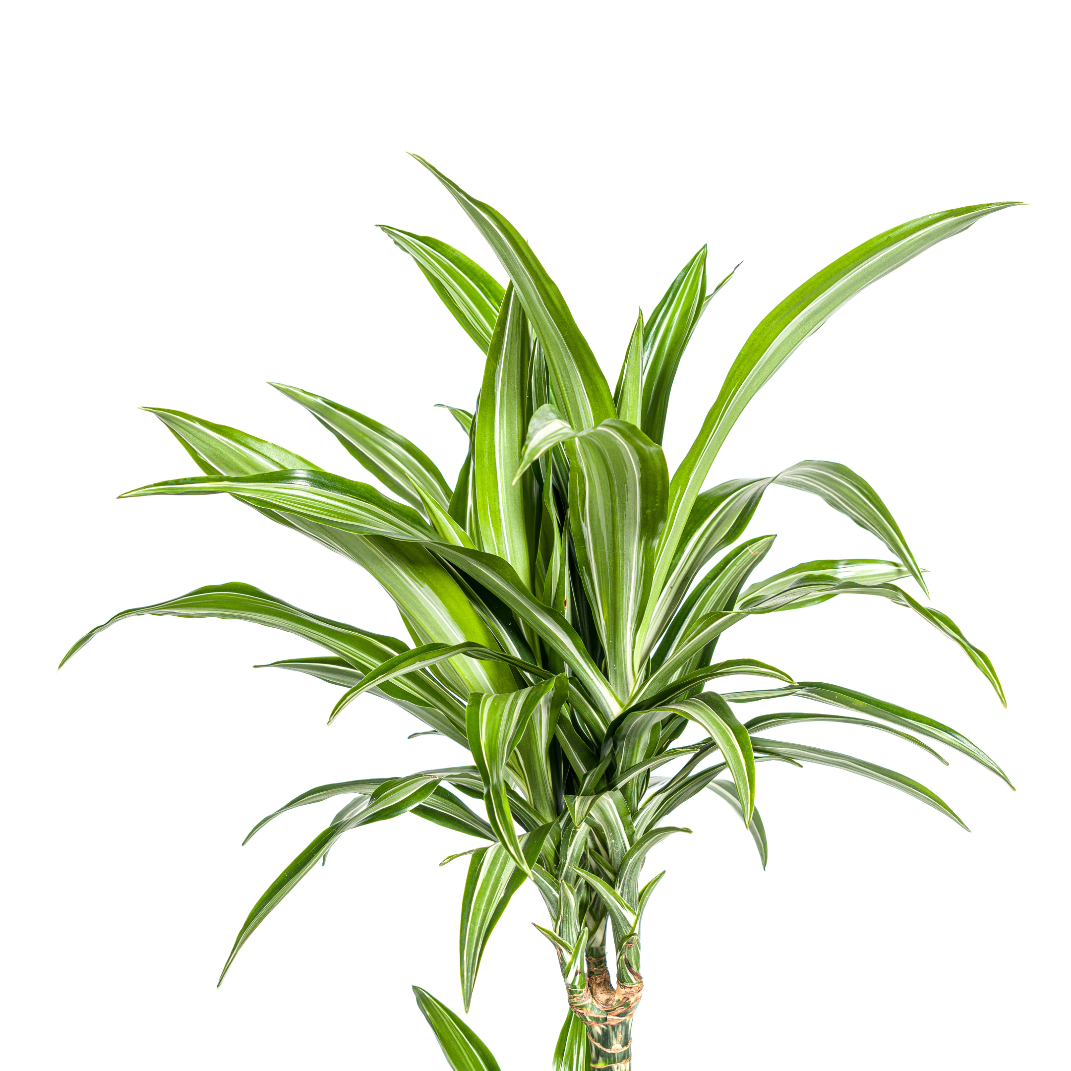 K&k pflanzen Dracaena Deremensis White Stripe Ø21cm - ↕100cm (4250308312732)