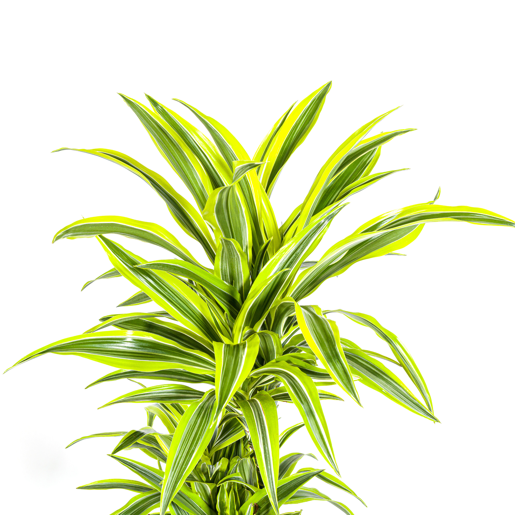 K&k pflanzen Dracaena Deremensis Lemon Lime Ø24cm - ↕140cm (4250308312664)